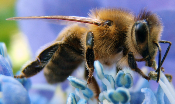 Honey Bee
