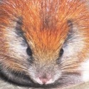 Post Thumbnail of Rediscovered Red-Crested Tree Rat is Really a Pokemon